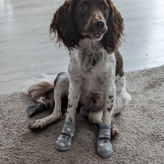 Momma's Boy - Boys Dog Socks