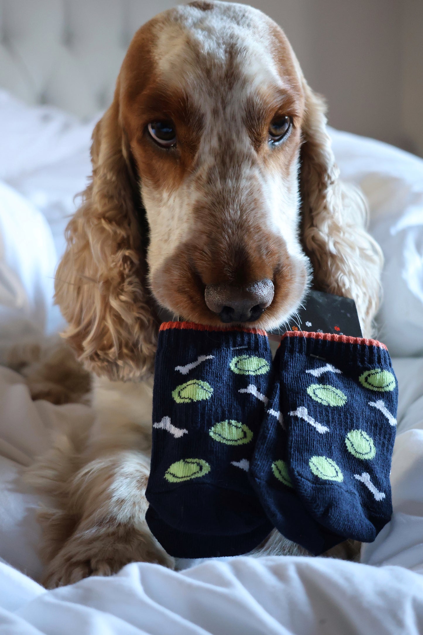 Ball & Bones - Boys Dog Socks