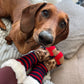 Ladies Lounge Sock - Sausage Dog