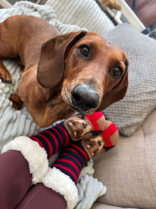 Ladies Lounge Sock - Sausage Dog